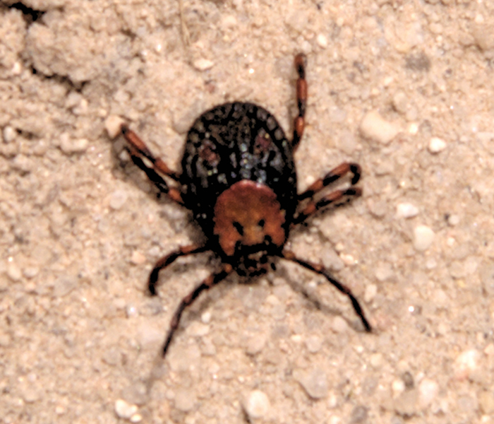 Tick